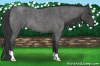 Horse Color:Smoky Blue Roan 
