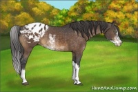 Horse Color:Buckskin Sabino Blanket