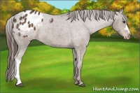 Horse Color:Liver Chestnut Appaloosa 