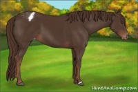 Horse Color:Liver Chestnut Appaloosa 