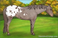 Horse Color:Liver Chestnut Appaloosa
