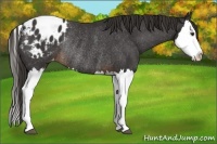 Horse Color:Liver Chestnut Splash Appaloosa Rabicano 