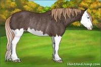 Horse Color:Liver Chestnut Splash Rabicano 