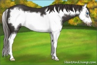 Horse Color:Liver Chestnut Splash Frame 