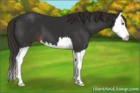 Horse Color:Liver Chestnut Splash 