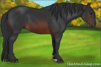 Horse Color:Brown 