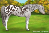 Horse Color:Liver Chestnut Appaloosa 