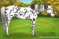 Horse Color:Liver Chestnut Appaloosa 