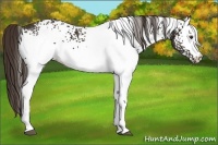 Horse Color:White Spotted Liver Chestnut 