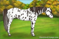 Horse Color:White Spotted Liver Chestnut Near Leopard 