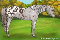 Horse Color:White Spotted Liver Chestnut Appaloosa 