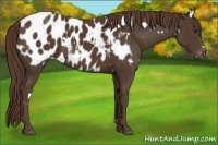 Horse Color:White Spotted Liver Chestnut Appaloosa 