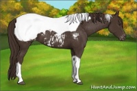 Horse Color:Liver Chestnut Tobiano Appaloosa