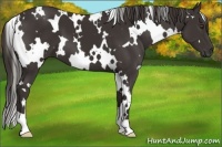 Horse Color:White Spotted Liver Chestnut 