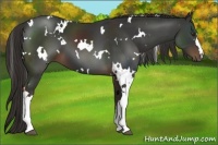 Horse Color:White Spotted Liver Chestnut 