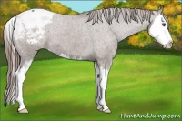 Horse Color:Liver Chestnut Sabino Splash Appaloosa 