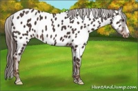 Horse Color:Liver Chestnut Near Leopard 