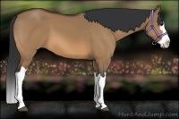 Horse Color:Bay Dun Splash 