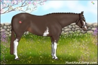 Horse Color:White Spotted Liver Chestnut 