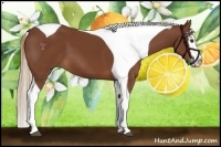 Horse Color:Chestnut Sabino Splash Tobiano