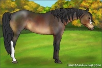Horse Color:Brown 