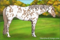 Horse Color:Buckskin Roan Appaloosa 