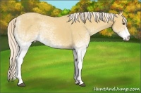 Horse Color:White Spotted Palomino 