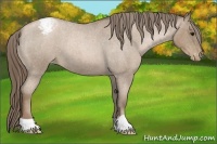 Horse Color:Blue Roan Pearl Appaloosa 