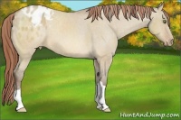 Horse Color:Sable Champagne Dun Varnish 