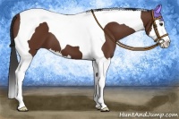 Horse Color:Bay Splash Tobiano 