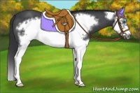 Horse Color:Blue Roan Splash Frame 