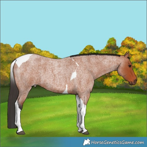 Horse Color:Bay Roan Tobiano 