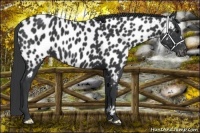 Horse Color:Black Appaloosa