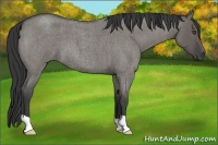 Horse Color:Grullo Roan 