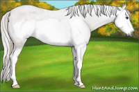 Horse Color:Gray Red Roan Splash Frame