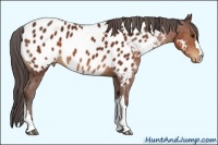 Horse Color:Bay Near Leopard 