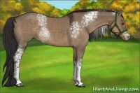 Horse Color:White Spotted Liver Red Dun Rabicano 