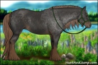 Horse Color:Liver Chestnut Rabicano 