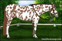 Horse Color:Chestnut Appaloosa 