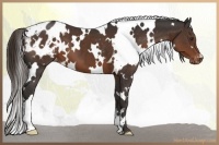 Horse Color:White Spotted Liver Chestnut Blanket
