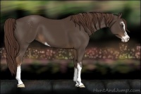 Horse Color:Liver Chestnut Sabino