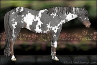 Horse Color:White Spotted Liver Chestnut Appaloosa 