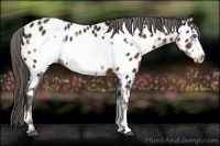 Horse Color:Liver Chestnut Frame Appaloosa 