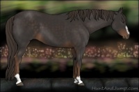 Horse Color:Liver Chestnut Sabino