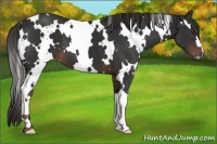 Horse Color:White Spotted Liver Chestnut