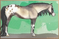 Horse Color:Bay Onyx Appaloosa 