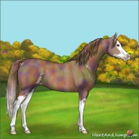 Horse Color:Nacre Chestnut Sabino Splash Rabicano 