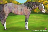 Horse Color:Nacre Bay Roan Sabino Splash Rabicano