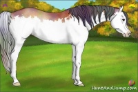 Horse Color:Nacre Bay Onyx Sabino Splash Rabicano 