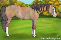 Horse Color:Nacre Bay Dun Splash Rabicano